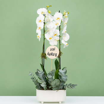 Plant 5283