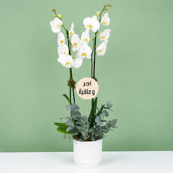 Plant 5284