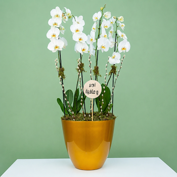 Plant 5286