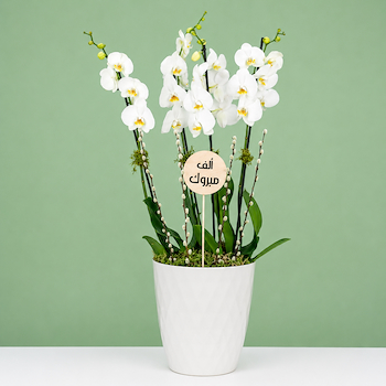 Plant 5287