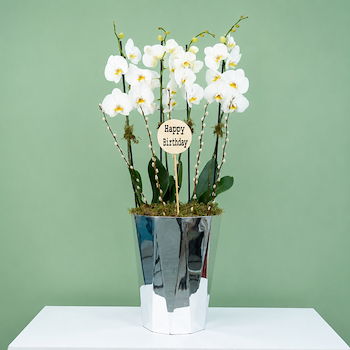 Plant 5288
