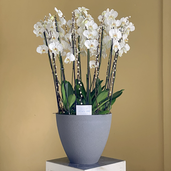 White Orchids 2