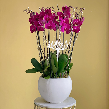 Bliss Orchid