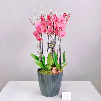 Modern Bloom