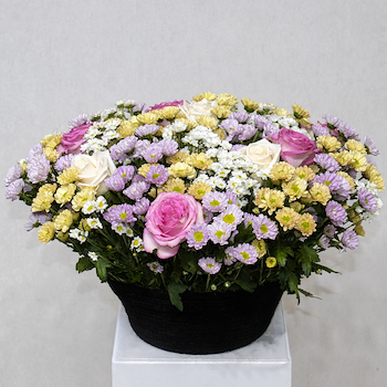 Chrysanthemum