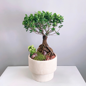 Bonsai Garden