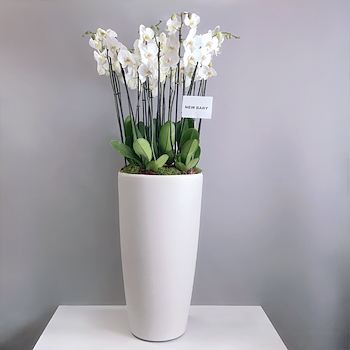 Classic White