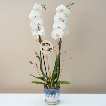Luna White Orchid