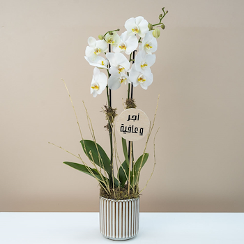 Orchid Serenity