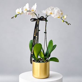 Golden Orchid Grace