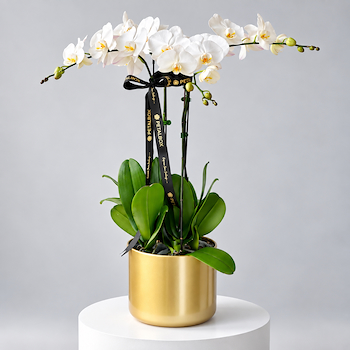 Luna Orchid
