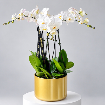 Nora Orchid