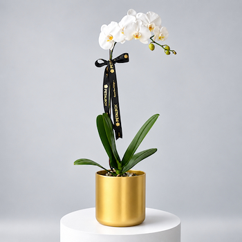 Mira Orchid