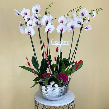 Blooming Orchid