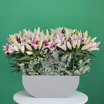Classical Pink Lilies