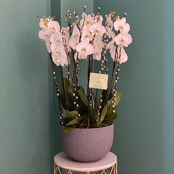 Luxury Orchids