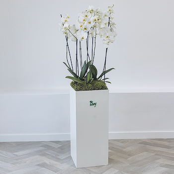 White Orchid Stand