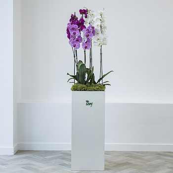 Ombre Orchid