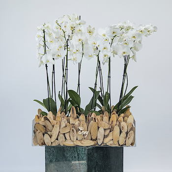 Luxe Orchid