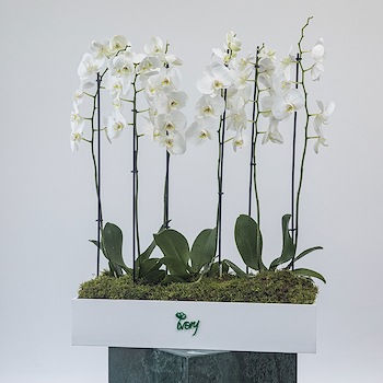 Blanc Orchid