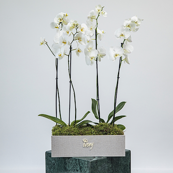 Whitey Orchid