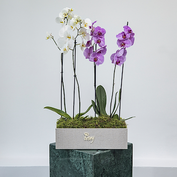 Ombre Orchid 1