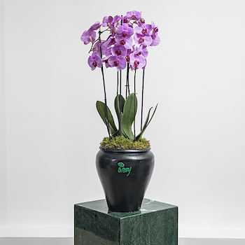 Orchid II
