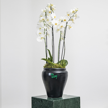 Orchid III