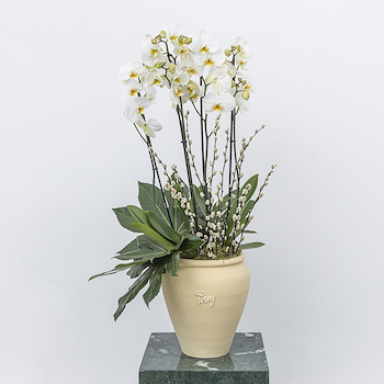 Cotton Orchid