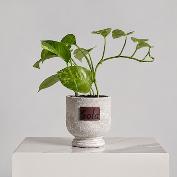 Elegant Pothos