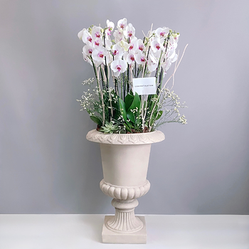 Luxury Orchids
