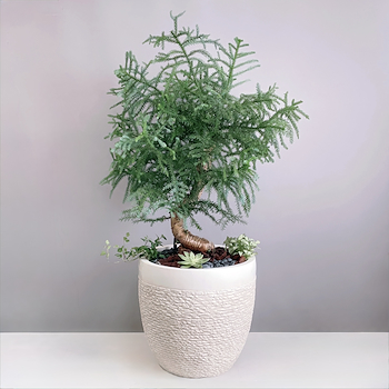 Araucaria Bonsai