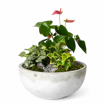Anthurium Garden Vase