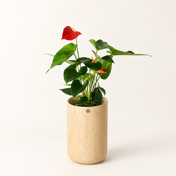 Anthurium Travertine Vase