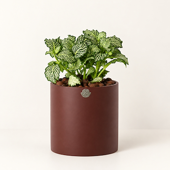 Fittonia Vase