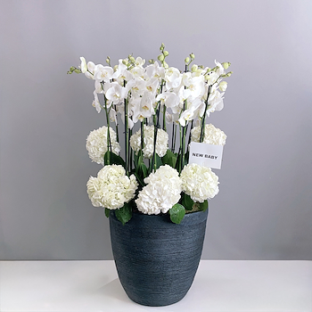 White Bloom