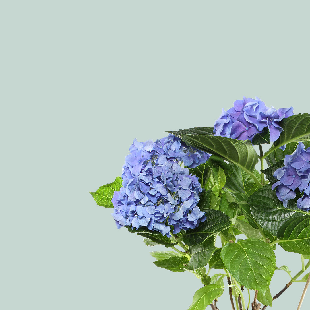 Bleems Fresh Flowers & Gifts Delivery